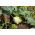 Kohlrabi "Gabi" - 520 เมล็ด - Brassica oleracea var. Gongylodes L.