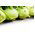 Kohlrabi "Gabi" - 520 เมล็ด - Brassica oleracea var. Gongylodes L.
