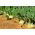 Kohlrabi, German turnip "Viennese" - 520 seeds