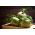 Kohlrabi, German turnip "Viennese" - 520 seeds