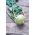 Kohlrabi, German turnip "Viennese" - 520 seeds
