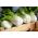 Pak-Choi - Joi Choi - Krispiga, mjälla blad, utmärkt i många rätter - Färska frön