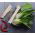 Pak-Choi - Joi Choi - Krispiga, mjälla blad, utmärkt i många rätter - Färska frön