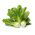 Pak-Choi - Joi Choi - Krispiga, mjälla blad, utmärkt i många rätter - Färska frön
