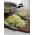 Wittekool – Diethmarscher - wit - 480 zaden - Brassica oleracea convar. capitata var. alba