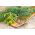 Dill - Moravan - High Yield, Strong Aroma, Hight Nutrients - Fresh Seeds