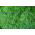 Dill - Moravan - High Yield, Strong Aroma, Hight Nutrients - Fresh Seeds
