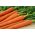 Carrot - Koral - 50 g - Sweet Roots, Perfect Fresh Snack - Fresh Seeds