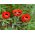Кавкаски гримизни мак "Ладибирд" - 3080 семена - Papaver commutatum