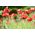 Amapola escarlata caucásica "Mariquita" - 3080 semillas - Papaver commutatum