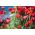 Amapola escarlata caucásica "Mariquita" - 3080 semillas - Papaver commutatum