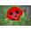 Кавкаски гримизни мак "Ладибирд" - 3080 семена - Papaver commutatum
