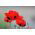 Amapola escarlata caucásica "Mariquita" - 3080 semillas - Papaver commutatum
