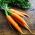 Carota - Amsterdam 3 - 100 g - Qualità costante, produttività elevata - Semi Freschi