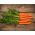 Carota - Amsterdam 3 - 100 g - Qualità costante, produttività elevata - Semi Freschi