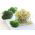 Semințe pentru germinare - Broccoli - 100 g - Germinare rapidă, cu germeni bogați în nutrienți - Semințe proaspete