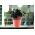 Ronde bloempot met kant - 17,5 cm - Naturo - Creme - 