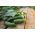 Cucumber "Basza" - pickling variety - 175 seeds