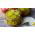 Cucumber "Basza" - pickling variety - 175 seeds