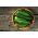 Uborka - Marta F1 - 35 magok - Cucumis sativus