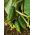 Cucumber - Śremski F1 - 100 g - Crisp Texture, Outdoor Perfection - Fresh Seeds