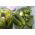 Cucumber - Śremski F1 - 100 g - Crisp Texture, Outdoor Perfection - Fresh Seeds