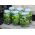 Cucumber - Śremski F1 - 100 g - Crisp Texture, Outdoor Perfection - Fresh Seeds
