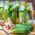 Cucumber - Śremski F1 - 100 g - Crisp Texture, Outdoor Perfection - Fresh Seeds