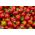Tomatenpaprika 'Ontara'