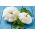 Pattypan squash "Orfeus" - 36 seeds