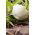 Pattypan squash "Orfeus" - 36 seeds