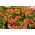 Pelargónie listnaté "Speedy mixed"; kaskádové pelargónie - 10 semien - Pellargonium peltatum F2 hybrids - semená