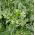 Pois fourrager - Pisum sativum subsp. arvense - 1000 g - Boosteur d’azote, couverture rapide du sol - Graines fraîches