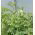 Pois fourrager - Pisum sativum subsp. arvense - 1000 g - Boosteur d’azote, couverture rapide du sol - Graines fraîches