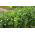 Pois fourrager - Pisum sativum subsp. arvense - 1000 g - Boosteur d’azote, couverture rapide du sol - Graines fraîches