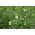 Pois fourrager - Pisum sativum subsp. arvense - 1000 g - Boosteur d’azote, couverture rapide du sol - Graines fraîches