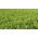 Pois fourrager - Pisum sativum subsp. arvense - 1000 g - Boosteur d’azote, couverture rapide du sol - Graines fraîches