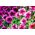 Pétunia Prisma Vena variada - 600 semillas - Petunia multiflora F2 hybrids