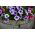 Pétunia Prisma Vena variada - 600 semillas - Petunia multiflora F2 hybrids