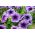 Pétunia Prisma Vena variada - 600 semillas - Petunia multiflora F2 hybrids