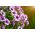 Petunia - lågväxande väv sortiment - 600 frön - Petunia multiflora F2 hybrids
