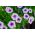 Pétunia Prisma Vena variada - 600 semillas - Petunia multiflora F2 hybrids