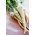 Root Parsley - Konika - Mid-Early Variety with Smooth, Thick Roots - Fresh Seeds