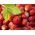 Dâu tây "Mignonette" dâu rừng, dâu tây Alps, Dâu Carpathian, dâu tây châu Âu, fraisier des bois - 320 hạt - Fragaria vesca