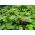Dâu tây "Mignonette" dâu rừng, dâu tây Alps, Dâu Carpathian, dâu tây châu Âu, fraisier des bois - 320 hạt - Fragaria vesca