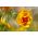Kalifornischer Mohn 'Ballerina' - Sortenmischung; Goldmohn, Kalifornischer Kappenmohn, Schlafmützchen