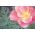 Kalifornischer Mohn 'Ballerina' - Sortenmischung; Goldmohn, Kalifornischer Kappenmohn, Schlafmützchen