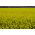 Winter turnip rape "Brachina" for aftercrops - 1 kg