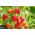 Fragola da giardino - Rainbow Treasure F1 - 5 semi - Fragaria ×ananassa