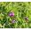 Proljetna grahorica za usjeve - 1000 g - Vicia sativa - sjemenke